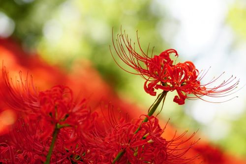 Amaryllis, Amaryllidaceae, Voras Lelija, Raudonos Gėlės, Higanbana