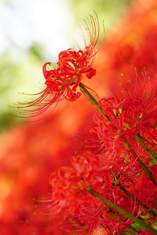 Amaryllis, Amaryllidaceae, Voras Lelija, Raudonos Gėlės, Higanbana
