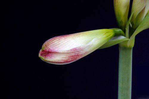 Amaryllis, Žiedas, Žydėti, Geltona, Šviesti, Šviesa, Makro, Uždaryti, Žiedadulkės, Raudona, Tvirtas