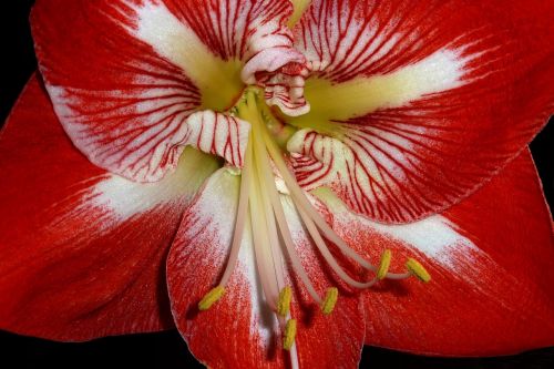 Amaryllis, Gėlė, Raudona, Iš Arti, Žiedlapis, Gamta, Augalas, Įvykdymas, Tapetai