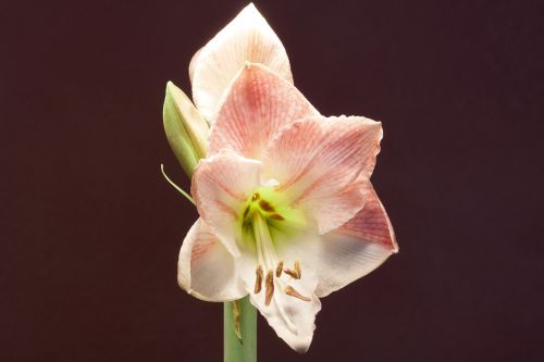 Amaryllis, Balta, Rožinis, Gėlės, Gėlė, Augalas, Botanika, Žiedynas, Amarilio Augalas, Flora