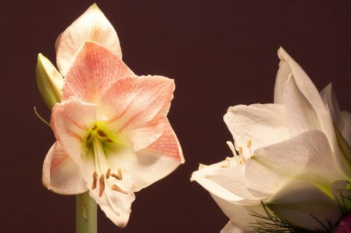 Amaryllis, Balta, Rožinis, Gėlės, Gėlė, Augalas, Botanika, Žiedynas, Amarilio Augalas, Flora