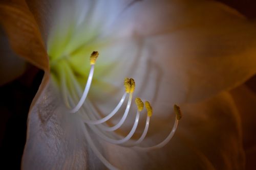 Amaryllis, Makro, Žiedas, Žydėti, Uždaryti, Amarilio Augalas, Gėlė, Žiedynas, Flora, Augalas, Botanika, Spalvingas, Tuti, Žiedadulkės, Antspaudas, Bičių Žiedadulkės, Pistil