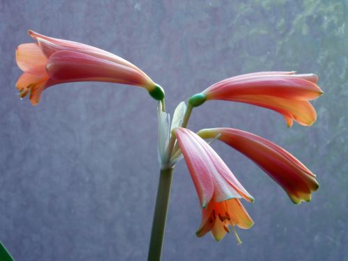 Amaryllis, Žiedas, Žydėti, Amarilio Augalas, Žiedynas, Augalas, Botanika, Gėlė, Žiedlapiai, Rožinis, Pistil, Flora, Žydėti