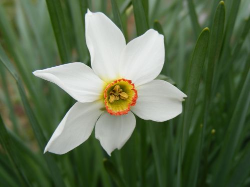 Amaryllis, Narcizai, Gėlės, Narcissu, Vienas, Balta, Baltas Narcizas, Gamta, Augalai, Pavasaris