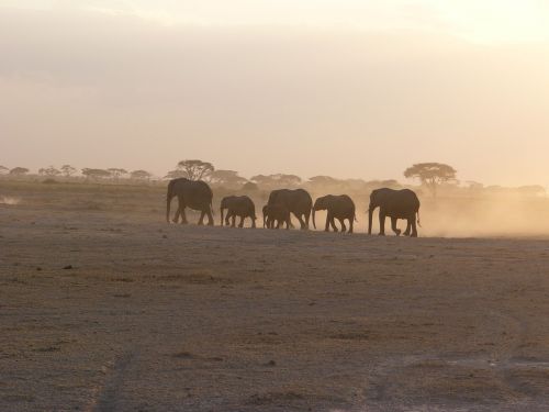 Amboseli, Dramblys, Dulkės, Šeima, Flock, Afrika, Safari, Dramblių Banda