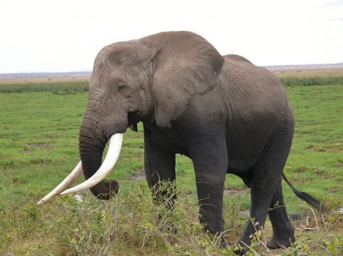 Amboseli Nacionalinis Parkas, Kenya, Dramblys, Gyvūnas, Gyvūnai, Gamta, Afrikos Dramblys, Afrika, Tusks, Brosmė, Safari, Dideli Penki, Dykuma
