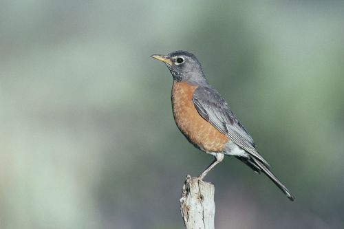 Amerikietis, Paukštis, Robin, Paukščiai, Gyvūnai, Fauna