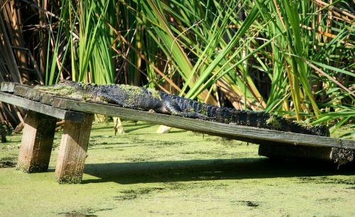 Amerikietiškas Aligatorius, Ropliai, Krokodilas, Degintis, 3 5 Metrai, Pelkė