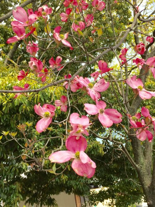 American Dogwood, Pavasaris, Gėlės, Gatvių Medžiai