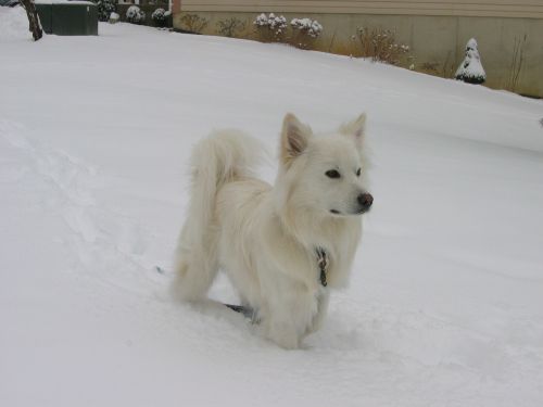 American Eskimo Dog,  Sniegas,  Šunys,  Mielas,  Balta,  Žiūri,  Atidus,  Vidaus,  Portretas,  Gyvūnas,  Naminis Gyvūnėlis