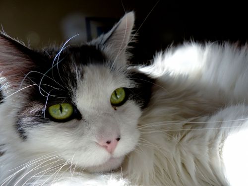 Katė,  Amerikietiškas & Nbsp,  Longhair,  Juoda & Nbsp,  Balta,  Kailis,  Veidas,  Žalia Akys,  American Longhair Cat