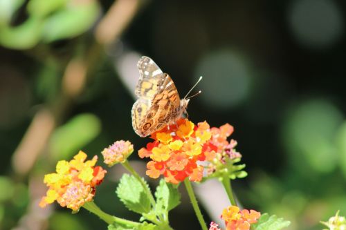 Amerikietis,  Dažytos,  Lady,  Drugelis,  Drugeliai,  Rūšis,  Vanessa & Nbsp,  Virginiensi,  Vabzdys,  Texas,  Laukinė Gamta,  Lantana,  Sodas,  Galinis Kiemas,  Amerikietiškos Tapybos Motina