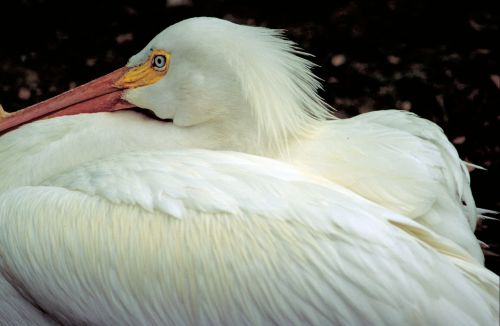 American White Pelican, Paukštis, Iš Arti, Vandens Paukščiai, Laukinė Gamta, Gamta, Jūros Paukštis, Sąskaitą, Poilsio