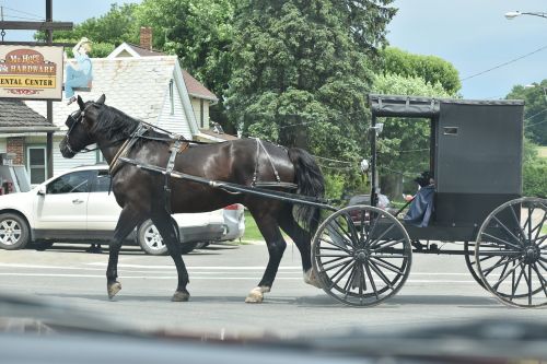 Amish, Amish Buggy, Ohio, Buggy