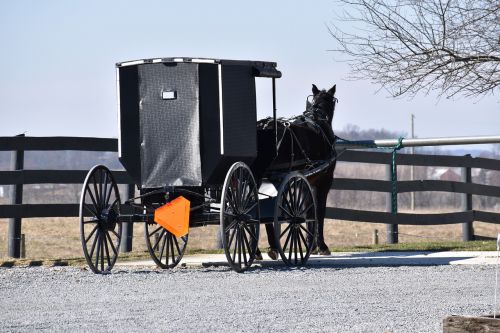 Amish,  Buggy,  Amish Buggy,  Ohio,  Arklys,  Gabenimas,  Be Honoraro Mokesčio