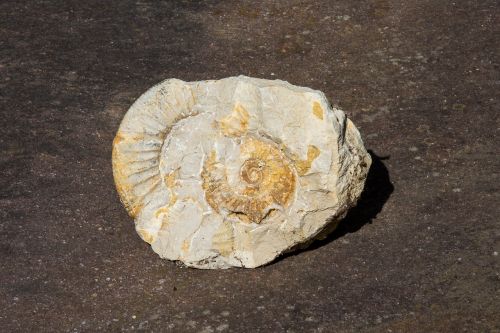 Ammonitas, Nusodinimas, Iškastinis, Paleontologija, Išnykęs