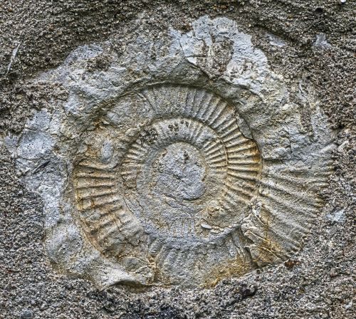 Ammonitas, Iškastinis, Nusodinimas, Priešistoriniai Laikai, Nusmukęs, Sraigė, Amonitai, Fosilijos, Jura, Juros Jūra, Lukštas, Spiralė, Dekoratyvinis