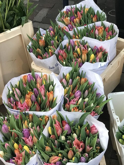 Amsterdamas,  Gėlės,  Tulpės