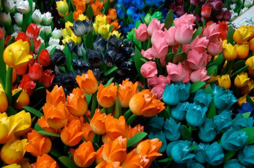 Tulpės,  Gėlės,  Amsterdamas,  Amsterdam Tulpės