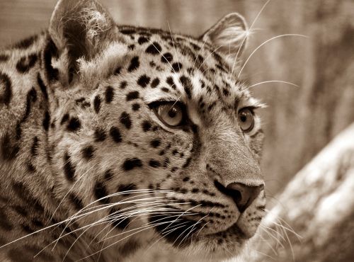Amur, Leopardas, Sepija, Uždaryti, Katės Akys, Laukinis Gyvūnas, Katė
