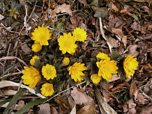 Amur Adonis, Far East Amur Adonis, Geltona, Žiemos Gėlės, Pavasario Gėlės, Ranunculaceae