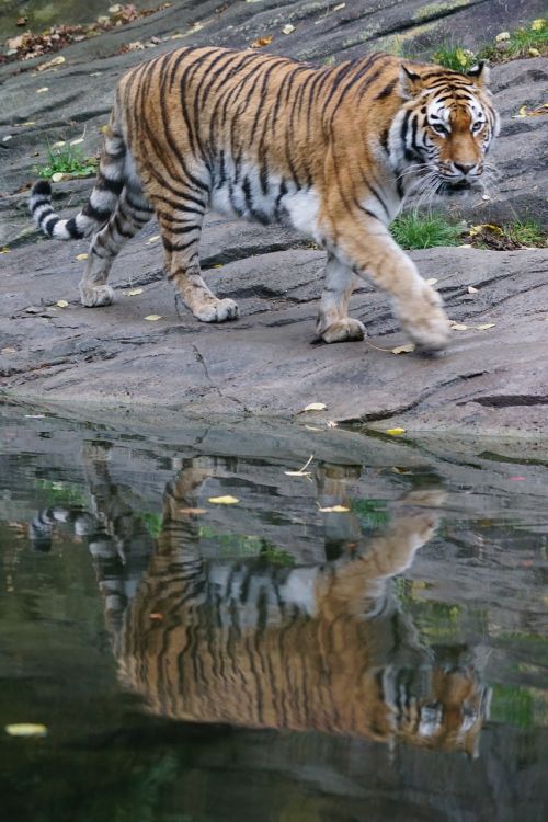 Amurtiger, Plėšrūnas, Siberianas, Katė, Tigras, Mėsėdžiai, Pavojingas, Laukinės Gamtos Fotografija, Panthera Tigris Altaica