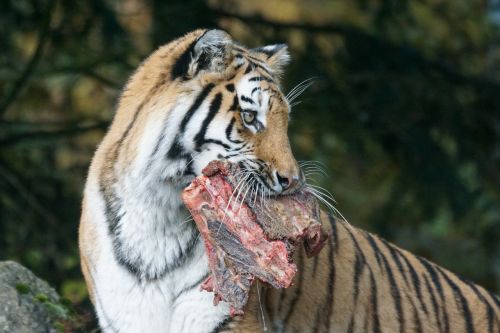 Amurtiger, Plėšrūnas, Siberianas, Maistas, Grobis, Mėsa, Pavojingas, Laukinės Gamtos Fotografija, Panthera Tigris Altaica