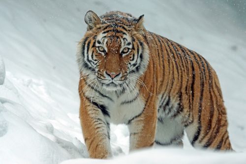 Amurtiger, Siberianas, Plėšrūnas, Mėsėdžiai, Katė, Tigras, Pavojingas, Laukinės Gamtos Fotografija, Sniegas, Žiema, Šaltas