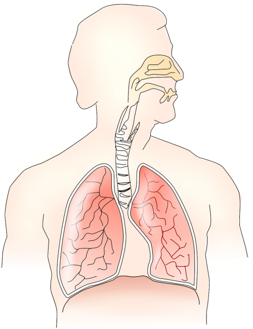 Anatomija, Plaučiai, Kvėpavimas, Žmogus, Sveikata, Kvėpavimo Takai, Kvėpavimas, Nosis, Bronchų Vamzdeliai, Bronchas, Bronchų, Bronchų, Nemokama Vektorinė Grafika
