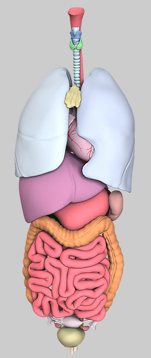 Anatomija, Organai, Modelis, 3D, Kompiuterinė Grafika, Atvaizdavimas, Biologija