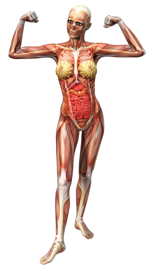 Anatomija, Moteris, Raumenys, Skeletas, Audinys, Organai, Vidaus Organai, Endoskeletonas, Kaulas, Kelti, Kelia, Vizualizacija, Modelis, 3D, 3D Vizualizacija, 3D Modelis, Atvaizdavimas, Padengti, Dizainas, 3D Koncepcija, Kompiuterinė Grafika, Izoliuotas