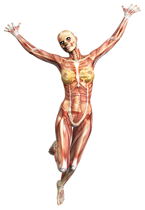Anatomija, Moteris, Raumenys, Skeletas, Audinys, Endoskeletonas, Kaulas, Kelti, Kelia, Vizualizacija, Modelis, 3D, 3D Vizualizacija, 3D Modelis, Atvaizdavimas, Padengti, Dizainas, 3D Koncepcija, Kompiuterinė Grafika, Izoliuotas
