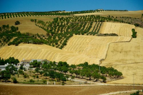 Andalūzija, Ispanija, Alyvmedžiai, Hacienda