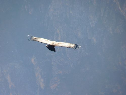 Andean Condor, Vultur Gryphus, Paukštis, Rūšis, Skristi, Oras, Naujos Pasaulio Veislės