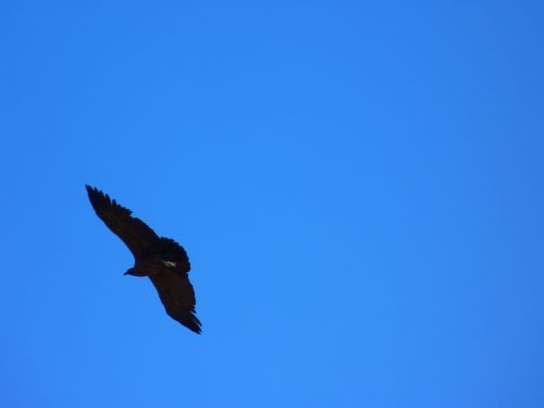 Andean Condor, Vultur Gryphus, Paukštis, Rūšis, Skristi, Oras, Naujos Pasaulio Veislės