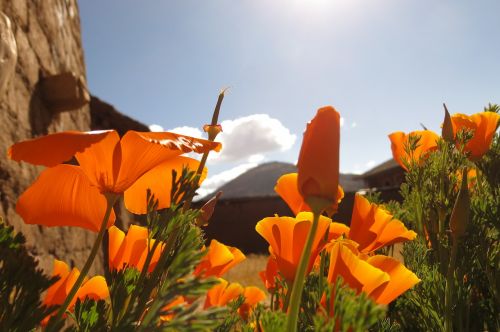 Andenmohn, Dangus, Blomed Orange, Andes, Peru