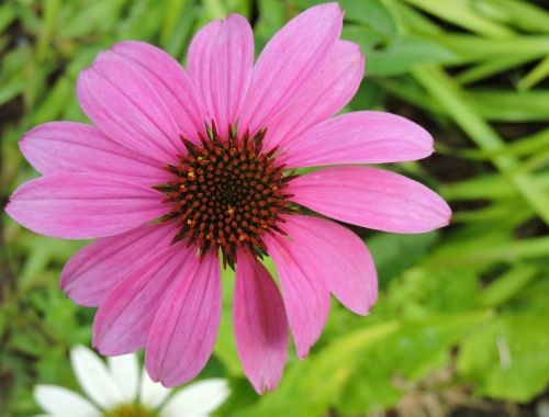 Echinacea, Sodas, Tulln, Rožinis, Augalas, Uždaryti, Gėlė, Žiedas, Žydėti, Gamta