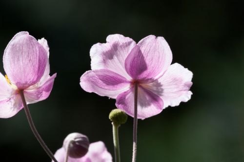 Anemonis, Japonijos Anemonis, Ranunculaceae, Švelnus, Rožinis, Žiedlapiai, Atgal Šviesa