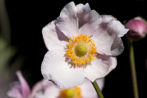 Anemonis, Japonijos Anemonis, Ranunculaceae, Švelnus, Rožinis, Geltona, Žiedlapiai