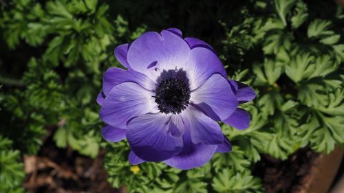 Anemonis, Gėlė, Mėlynas, Ranunculaceae, Pavasaris, Sodas, Žydėti