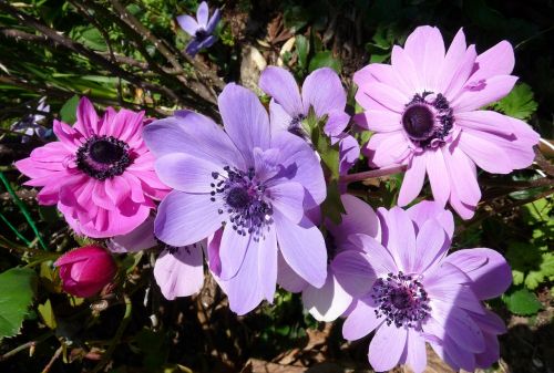 Anemonis, Gėlės, Pavasaris