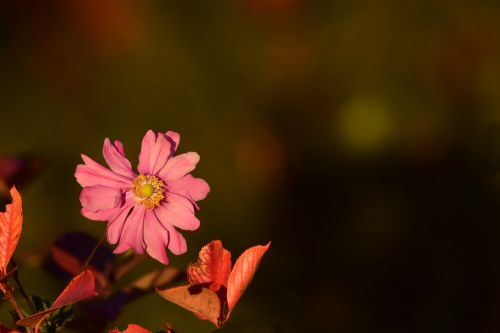 Anemonis, Vakaro Saulė, Raudona Gėlė, Gėlė, Žydėti, Augalas, Uždaryti, Raudonasis Anemonis, Gėlių Sodas, Sode, Schnittblume, Ruduo, Spalvos Pasikeitimas, Kritimo Spalva, Auksinis