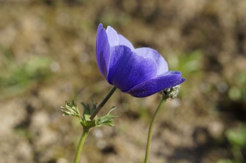 Anemonis, Gėlė, Žiedas, Žydėti, Šviesus, Laukinė Gėlė, Aštraus Gėlė, Žydėti, Atskirai, Uždaryti, Mėlynas, Pavasaris