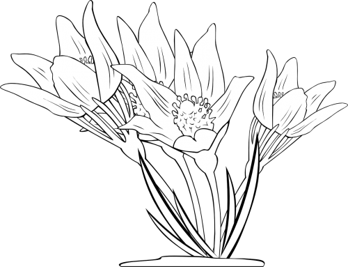 Anemonis, Gėlės, Augalas, Flora, Nemokama Vektorinė Grafika
