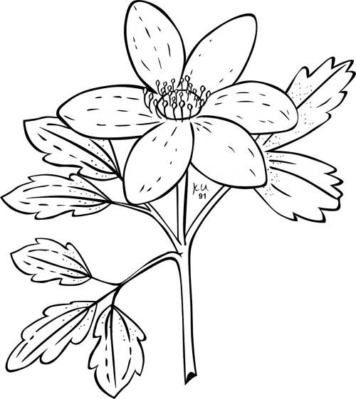 Anemonis, Gėlė, Augalas, Flora, Nemokama Vektorinė Grafika