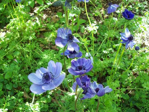 Anemonis, Gėlė, Violetinė, Mėlynas, Flora, Žiedlapiai