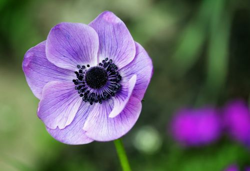 Anemonis,  Gėlė,  Gamta,  Lapai,  Žiedas,  Žalias,  Pavasaris,  Gėlių,  Augalas,  Žydėti,  Sodas,  Natūralus,  Vasara,  Žiedlapis,  Šviežias,  Lapai,  Dizainas,  Spalva,  Botanika,  Makro,  Rožinis,  Miškas,  Violetinė,  Botanikos,  Spalvinga