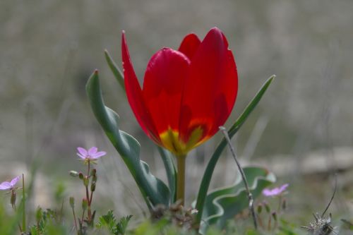 Anemonis, Gamta, Raudona Gėlė