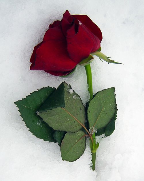 Anemone Blanda, Rožės, Raudona, Sniegas, Ledas, Žiema, Valentine